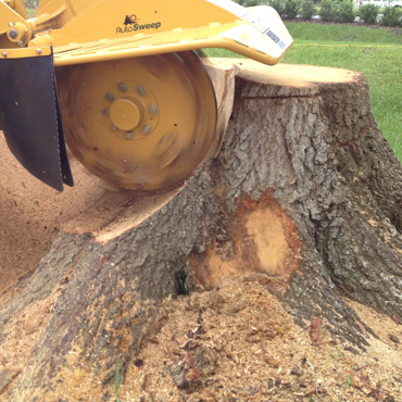 stump grinding